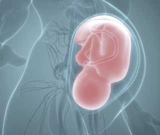 Anatomical view of 3D pregnant belly with  baby in utero