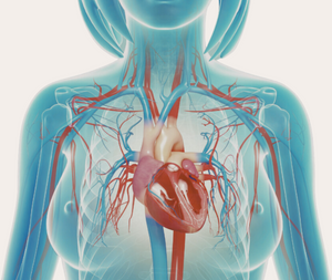 blood flow and heart anatomical diagram